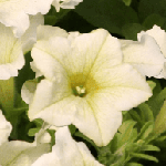 Petunia Surfinia Lime